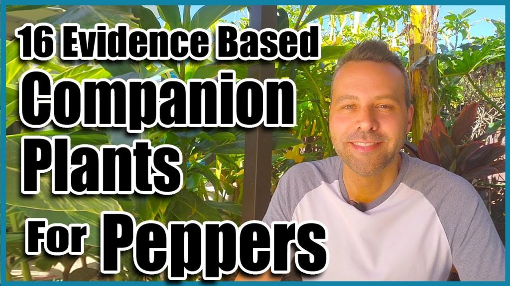 What to Grow with Peppers?