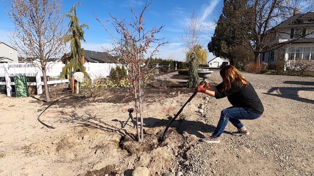 Garden Answer: Transplanting this Redbud Tree Did Me In! 🌳 // Garden Answer Transplanting this Redbud Tree Did Me In! 🌳 // Garden Answer