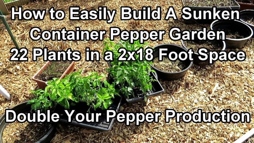 Gary Pilarchik: Double Your Pepper Yield – How to Easily Build a Sunken Container Pepper Garden in A Small Space Double Your Pepper Yield - How to Easily Build a Sunken Container Pepper Garden in A Small Space