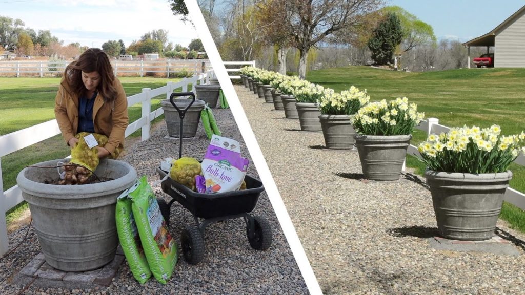 Garden Answer Highlights: Planting Daffodil Bulbs in the Fall For Spring Blooms! 🌼 Planting Daffodil Bulbs in the Fall For Spring Blooms! 🌼