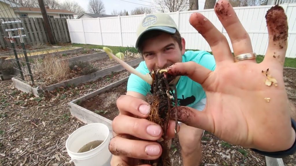 Planting Bare Root Strawberries into a New Bed