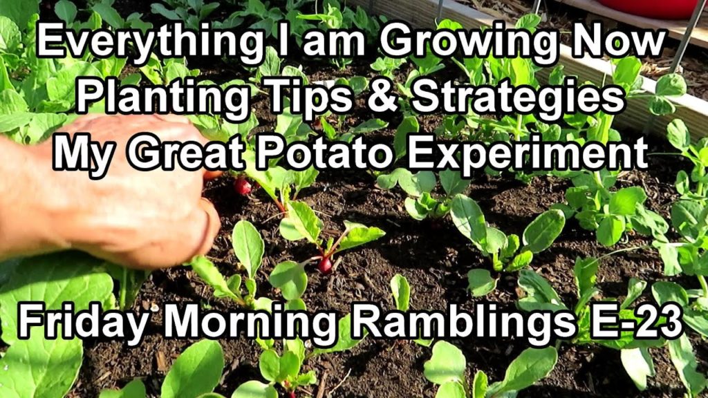 Gary Pilarchik: Everything I Am Growing Now – Potato Plans, Tips & Crops You Can Start: FM Garden Ramblings E-23 Everything I Am Growing Now - Potato Plans, Tips & Crops You Can Start: FM Garden Ramblings E-23