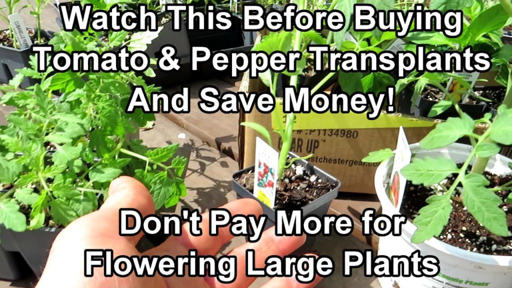 Gary Pilarchik: Watch This Before Buying Tomato, Pepper & Herb Transplants and Save Money: Shop Around & Buy Small! Watch This Before Buying Tomato, Pepper & Herb Transplants and Save Money: Shop Around & Buy Small!