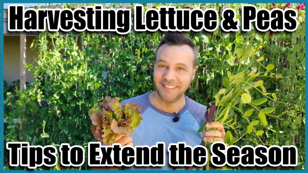 Harvesting Lettuce and Peas to Extend the Season