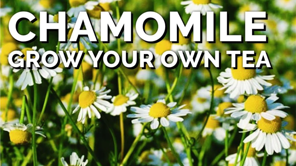 How to Grow Chamomile From Seed (And Make Your Own Tea)