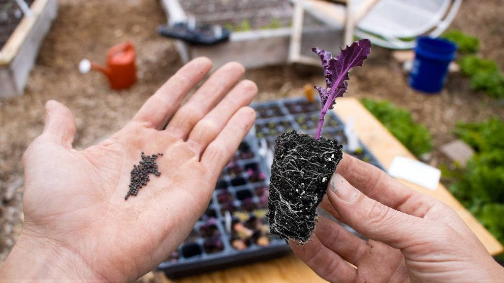 James Prigioni: This Technique of Starting Seeds Will Change Your Life This Technique of Starting Seeds Will Change Your Life