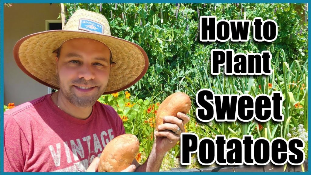 How to Plant Sweet Potatoes at Home