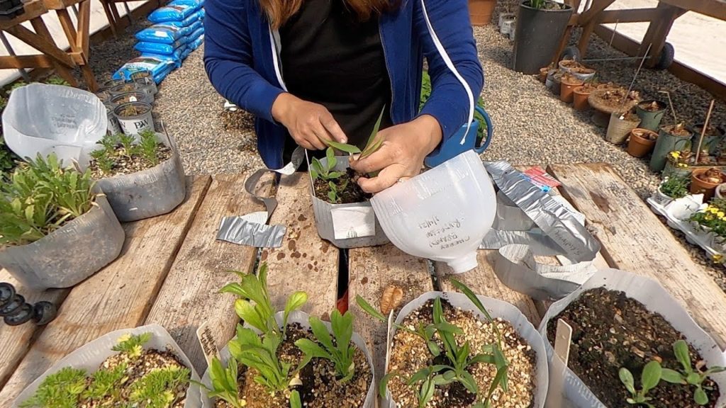 Successes & Failures of Winter Sowing and Overwintering Bulbs in Containers! 👍🌿// Garden Answer