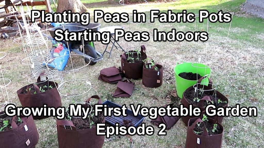 Episode 2 Planting Peas in Fabric Pots & Starting Peas Indoors: Growing My First Vegetable Garden