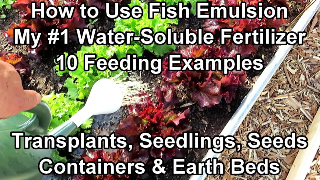 Gary Pilarchik: How to Use Fish Emulsion in Your Garden with 10 Feeding Examples: Ratio, Frequency & Amount to Pour How to Use Fish Emulsion in Your Garden with 10 Feeding Examples: Ratio, Frequency & Amount to Pour