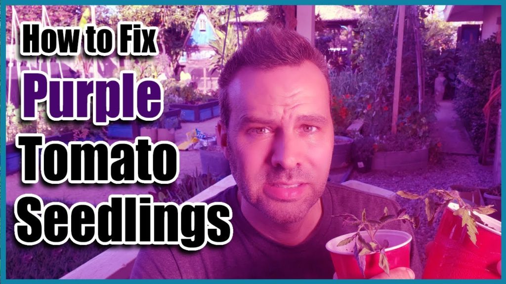 California Garden TV: Why are my Tomato Seedlings Turning Purple? Why are my Tomato Seedlings Turning Purple?