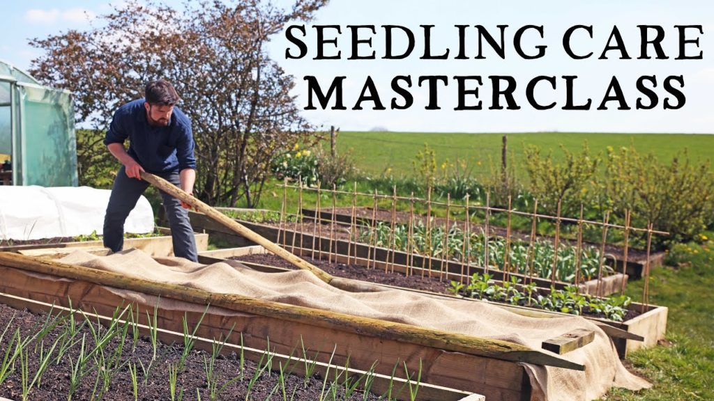 Seedling Care Basics | How to Water & Protect Vegetable Seedlings The No-Nonsense Way