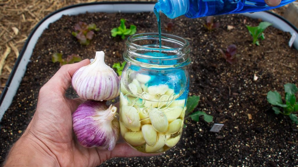 Finally a Way to Fight Back! 5 Organic Methods to Control Pests in Your Garden