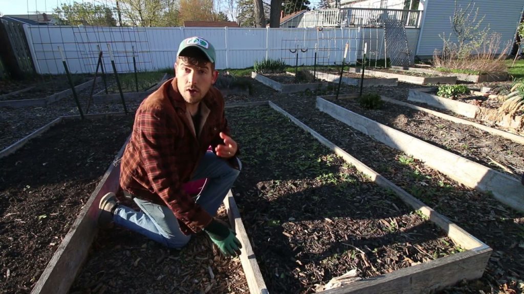 5 Free Ways to Prevent Snails and Slugs Organically