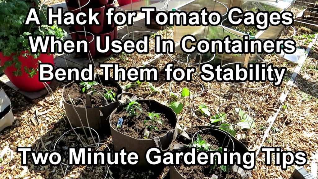 A Very Simple Tomato Cage Hack for Container Use - Bend Them for Stability: Two Minute TRG Tips