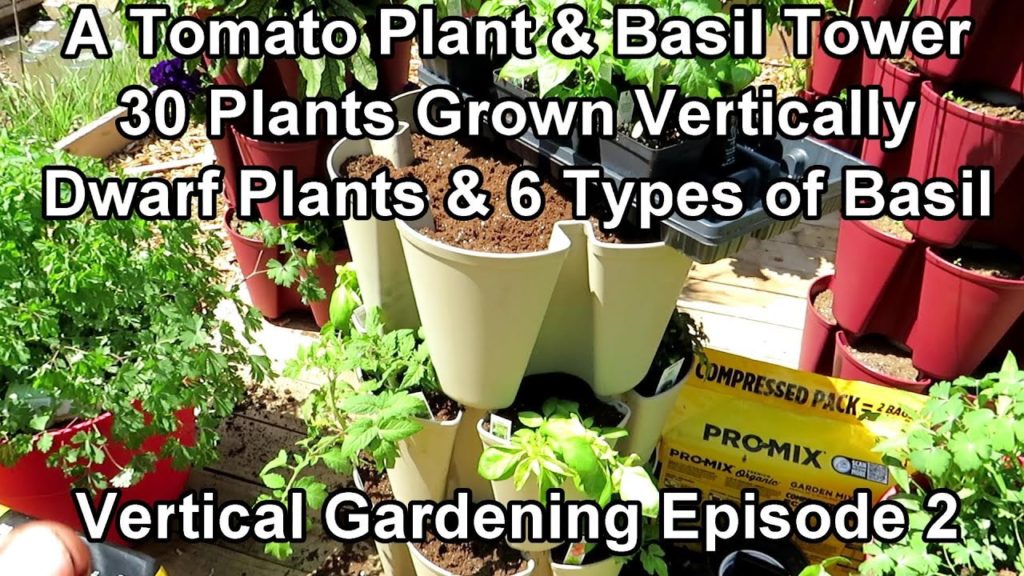 Gary Pilarchik: Vertical Gardening: Building a Tower of Dwarf/Compact Tomatoes & 6 Types of Basil – 30 Plants Vertical Gardening: Building a Tower of Dwarf/Compact Tomatoes & 6 Types of Basil - 30 Plants