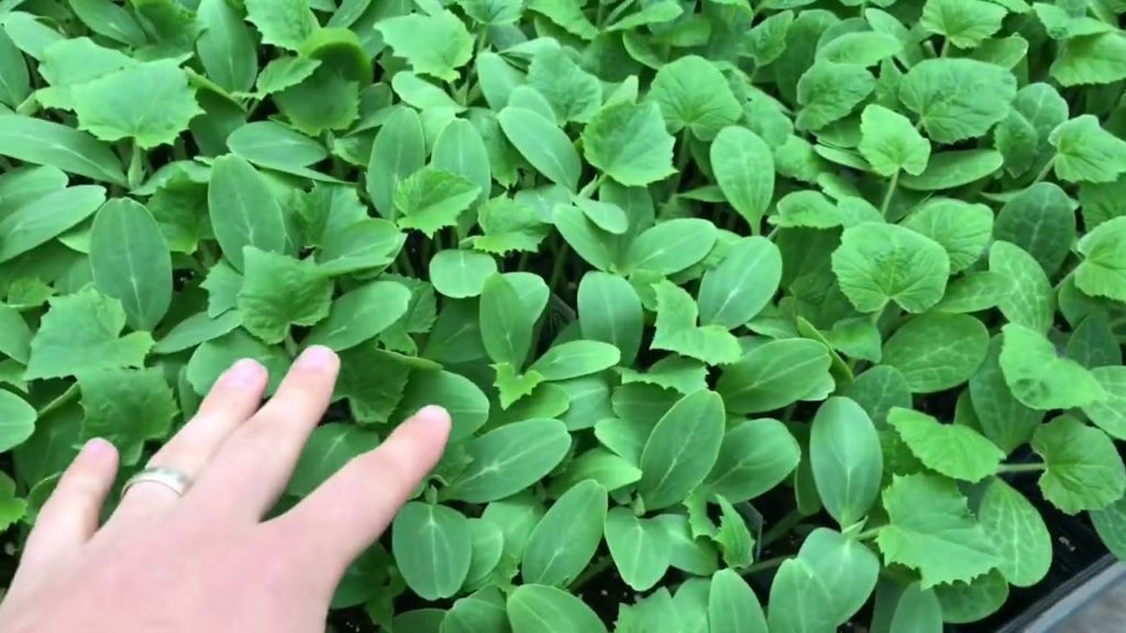 Come Plant Shopping With Me