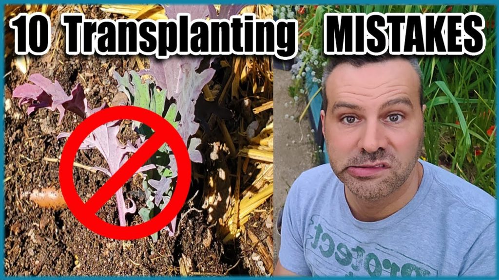 How to Transplant Seedlings Into the Garden - 10 MISTAKES to Avoid