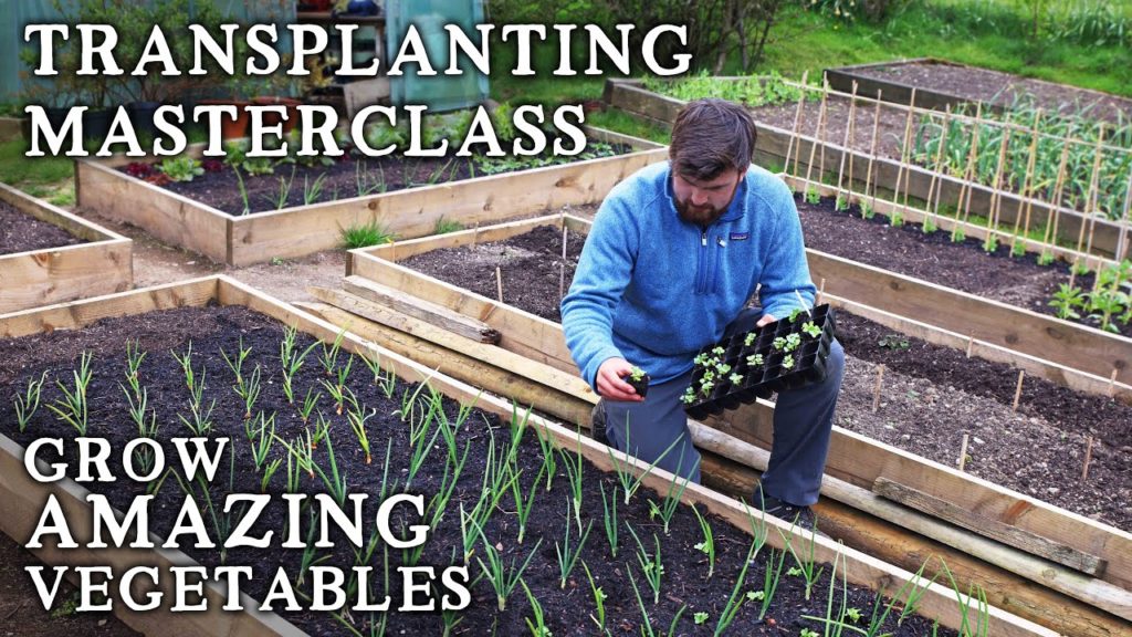 The No-Nonsense Guide to Transplanting Seedlings | Easy & Effective Techniques