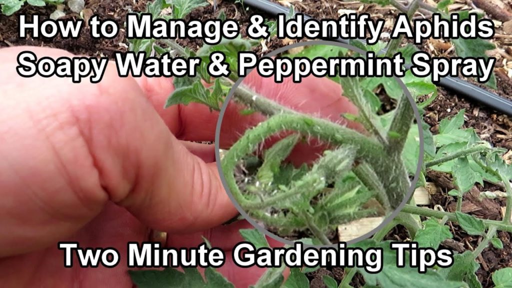 Gary Pilarchik: How to Easily Treat Aphids on Tomato Plants – Soapy Water & Peppermint Spray: Two Minute TRG Tips How to Easily Treat Aphids on Tomato Plants - Soapy Water & Peppermint Spray: Two Minute TRG Tips