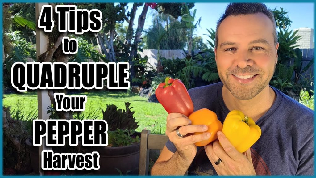 4 Tips For a Huge PEPPER Harvest