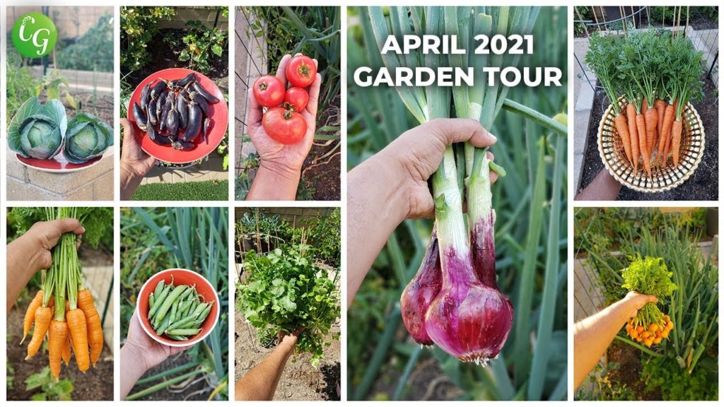 California Gardening April 2021 Garden Tour - Harvests, Gardening Tips & More!