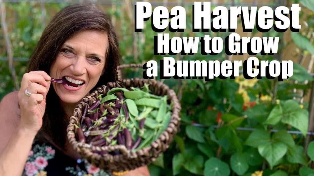 Pea Harvest Day & How to Grow a Bumper Crop 🌱👩🏻‍🌾