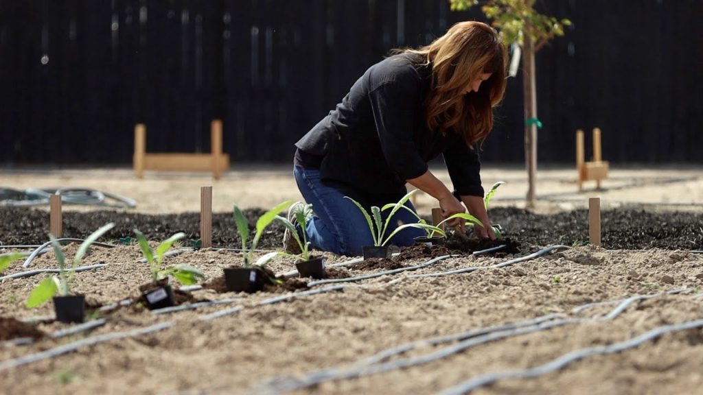 Garden Answer: How I Grow Artichokes! 🌿💚 // Garden Answer How I Grow Artichokes! 🌿💚 // Garden Answer