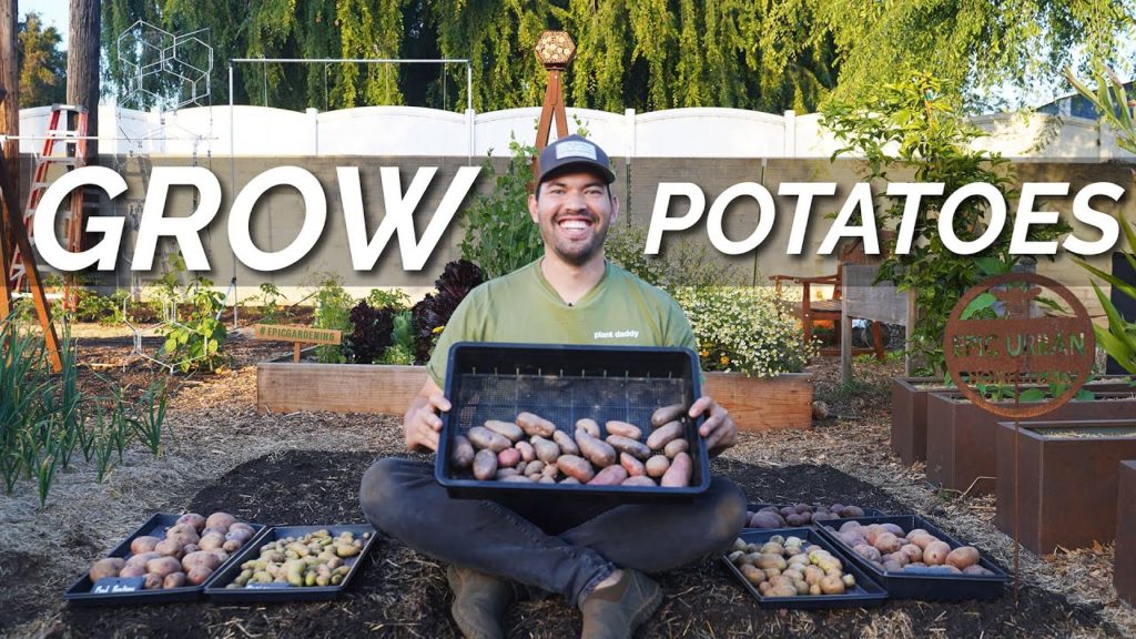 EASIEST Way to Grow Potatoes | Seed to Harvest to Kitchen 🥔