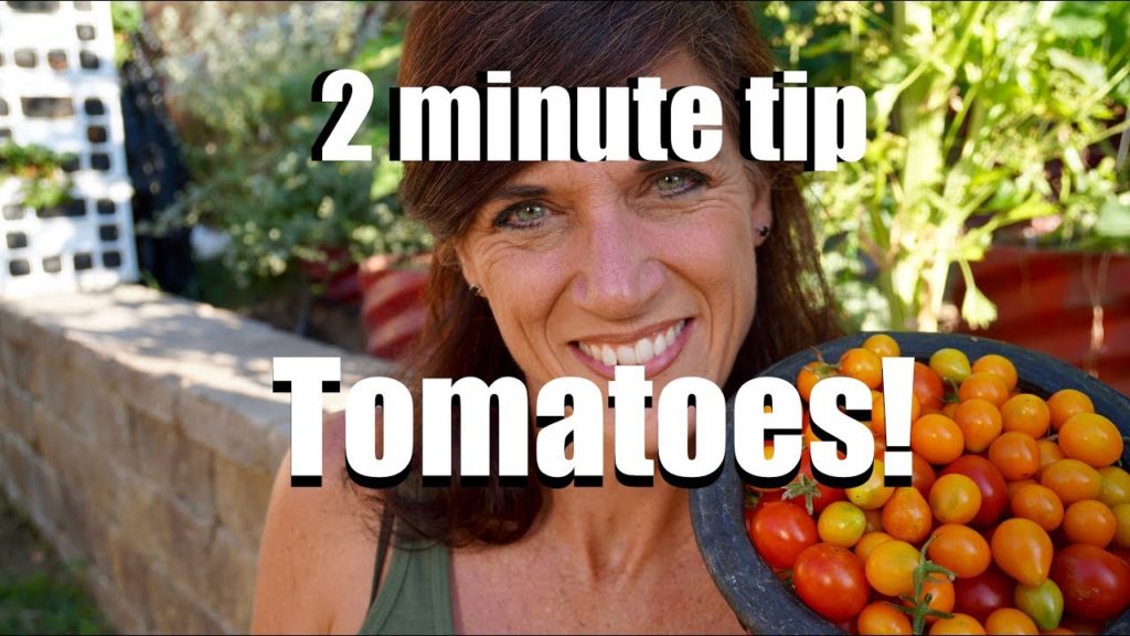 CaliKim: Three Quick and Simple Tips to Grow Lots of Tomatoes in the Summer Heat // CaliKim 2 Minute Tip Three Quick and Simple Tips to Grow Lots of Tomatoes in the Summer Heat // CaliKim 2 Minute Tip