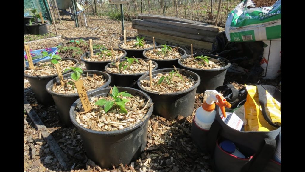 My Community Plot 2016 E-3: Topping Peppers, Dwarf Tomatoes, Refreshing Container Soil & Progress