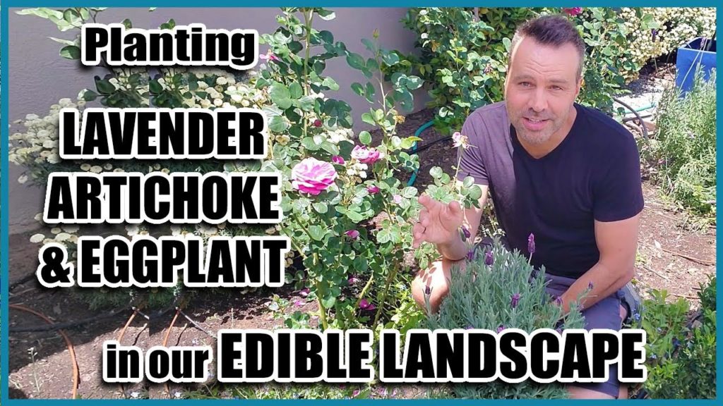 California Garden TV: VLOG – Planting Lavender, Artichoke and Eggplant in Our EDIBLE LANDSCAPE VLOG - Planting Lavender, Artichoke and Eggplant in Our EDIBLE LANDSCAPE