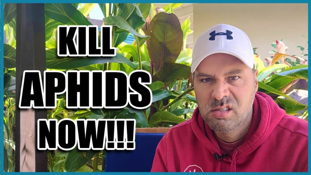 California Garden TV: How to Get Rid of APHIDS How to Get Rid of APHIDS