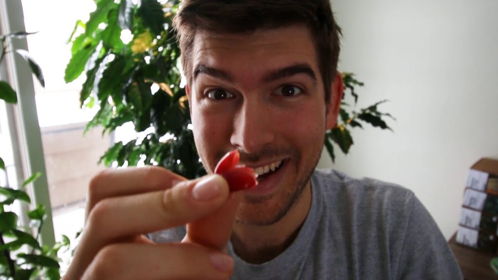 MIgardener: PROOF You Can Grow Coffee In Michigan! PROOF You Can Grow Coffee In Michigan!