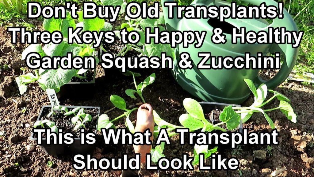 Gary Pilarchik: The Keys to Picking & Planting Summer Squash & Zucchini Transplants: Soil Preparation & Young Plants The Keys to Picking & Planting Summer Squash & Zucchini Transplants: Soil Preparation & Young Plants