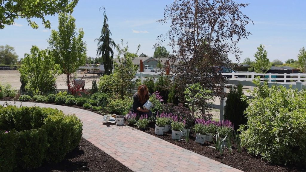 Planting Salvia and a Brand New Sedum! 🌿// Garden Answer