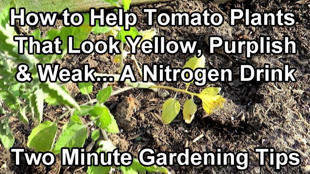 How to Save Yellow, Purplish, and Weak Looking Tomato Plants - Nitrogen!: Two Minute TRG Tips