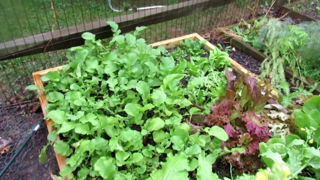 Gary Pilarchik: Final 2017 Tour of The Rusted Garden & Tips: Insects, Squirrel Tips, A Bee Herb & Organic Matter Final 2017 Tour of The Rusted Garden & Tips: Insects, Squirrel Tips, A Bee Herb & Organic Matter