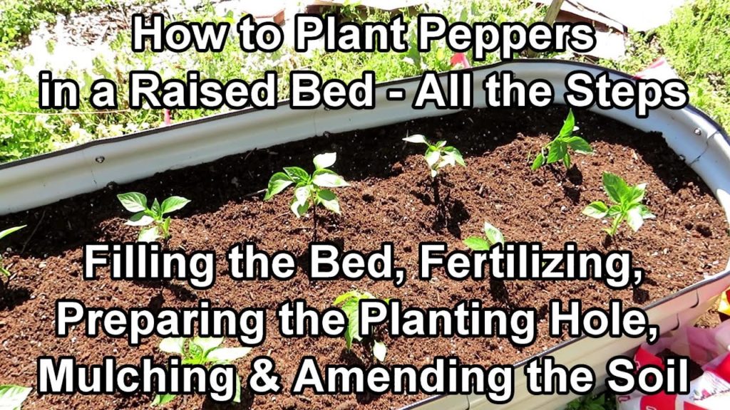 Gary Pilarchik: How to Plant 12 Peppers in a 2×6 ft. Raised Bed: Soil, Fertilizing, Moisture is Key, Spacing & More How to Plant 12 Peppers in a 2x6 ft. Raised Bed: Soil, Fertilizing, Moisture is Key, Spacing & More