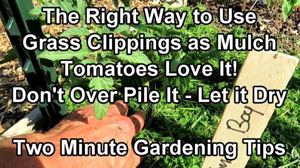 Gary Pilarchik: The Simple Right Way to Use Grass Clipping as a Garden Mulch – Conserve Water!: Two Minute TRG Tips The Simple Right Way to Use Grass Clipping as a Garden Mulch - Conserve Water!: Two Minute TRG Tips