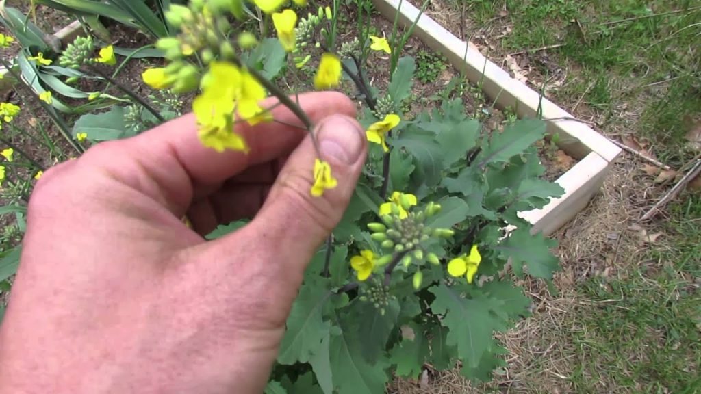 Gary Pilarchik: 60 Seconds or Sow: Harvesting Red Russian Kale Flowers as a Biennial – The Rusted Garden 2013 60 Seconds or Sow: Harvesting Red Russian Kale Flowers as a Biennial - The Rusted Garden 2013