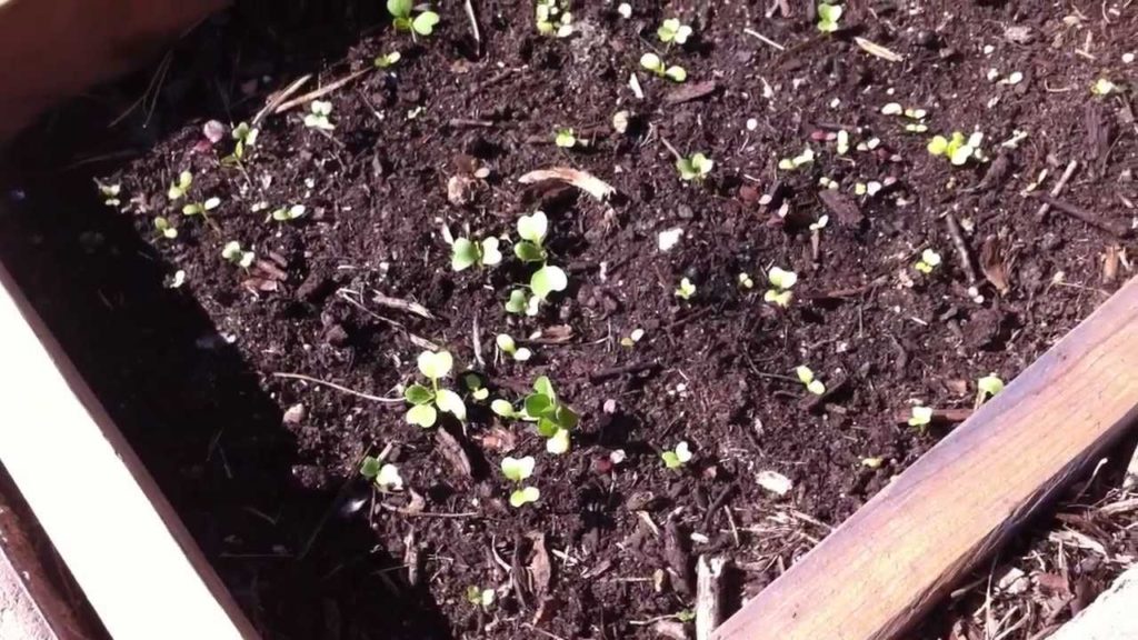 Spring garden update, seven layer forest theme