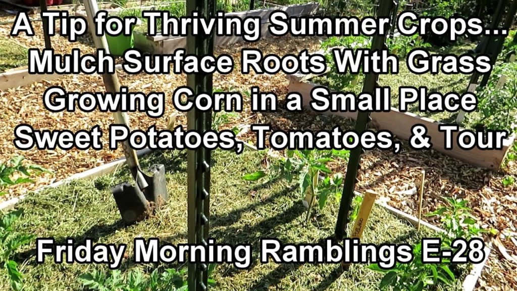 My Secret for Thriving Summer Crops - Corn, Sweet Potatoes, Tomatoes: My FM Garden Ramblings  E-28