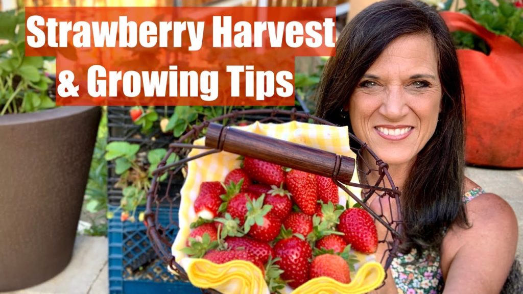 Strawberry Harvest & Tips to Grow Lots Strawberries in Your Garden 🍓