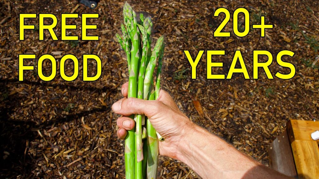 How to Grow Asparagus, Complete Growing Guide