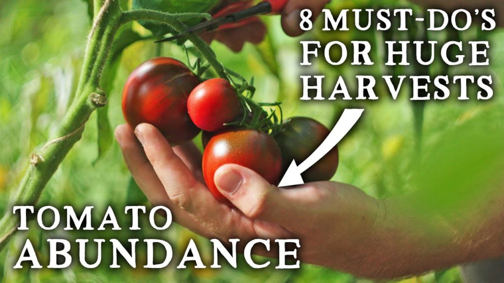 Huw Richards: 8 Must-Do Things for an INCREDIBLE Tomato Harvest This Year | How to Plant Out & Grow Tomatoes 8 Must-Do Things for an INCREDIBLE Tomato Harvest This Year | How to Plant Out & Grow Tomatoes