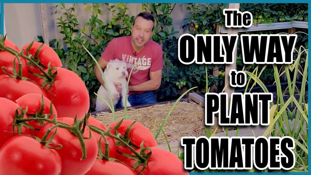 California Garden TV: The ONLY Way to PLANT TOMATOES ๐ฑ๐ฑ๐
๐
The ONLY Way to PLANT TOMATOES ๐ฑ๐ฑ๐
๐