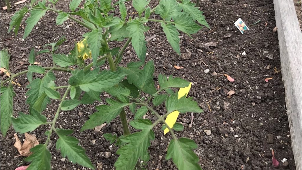 5 SIMPLE Ways to Prevent Early Tomato Blight Organically