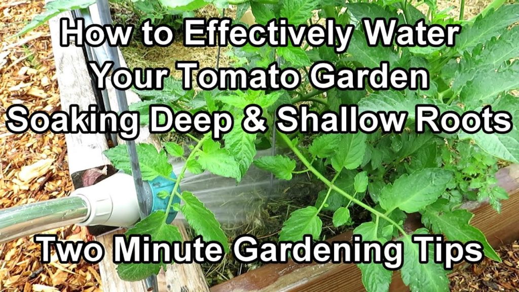 How to Water Tomato Plants for a Huge Harvest - Watering & Frequency Examples: Two Minute TRG Tips