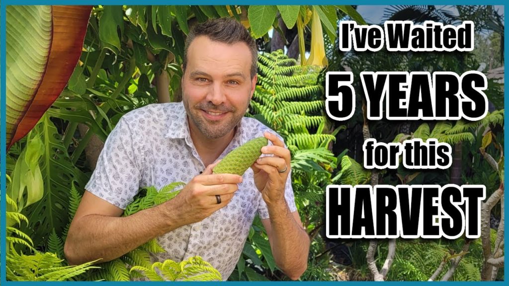 Monstera Deliciosa Fruit Harvest & Tasting! Possibly the best fruit I've ever eaten!!!